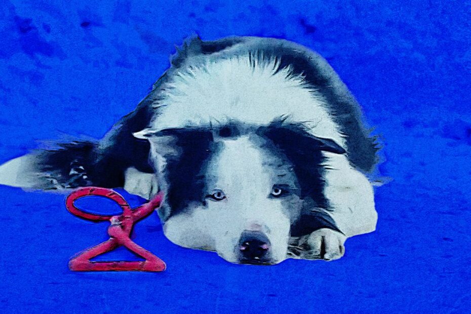 "Anatomia de uma Queda" é premiado com o Palme d'Or em Cannes, mas a performance animal do cão no filme é verdadeiramente excepcional e merece todo o amor. A Melhor Atuação Animal do Ano em "Anatomia de uma Queda"