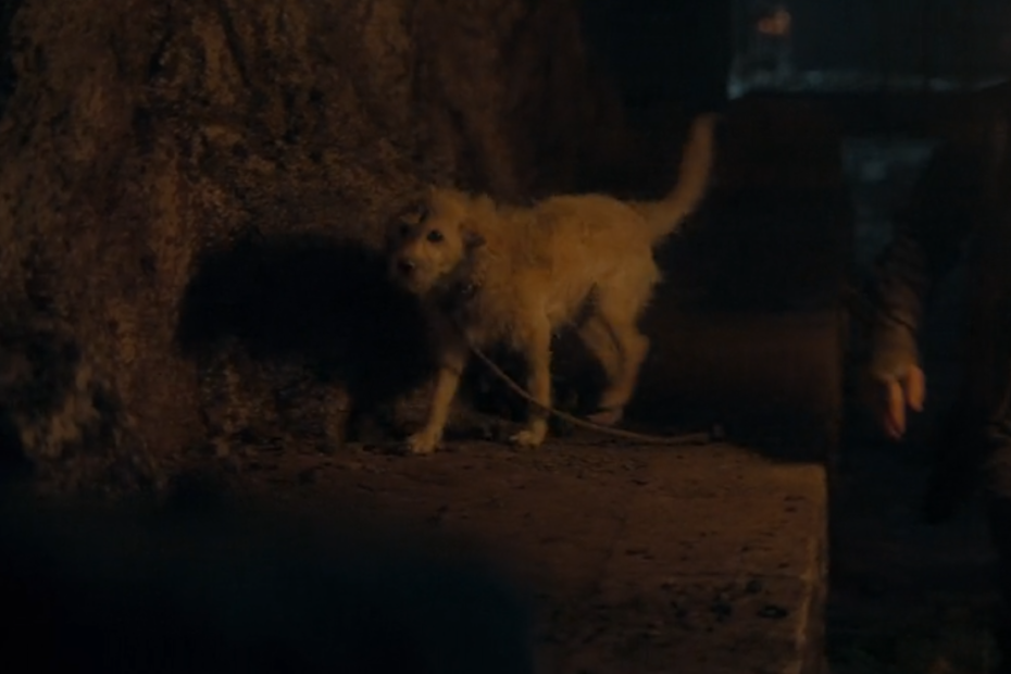 Fãs de House of the Dragon furiosos após chutarem cachorro em novo episódio