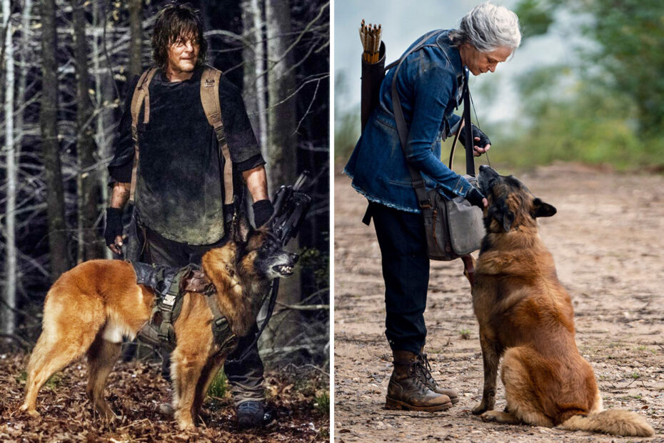 Homenagens emocionadas a Seven, o fiel cão de The Walking Dead