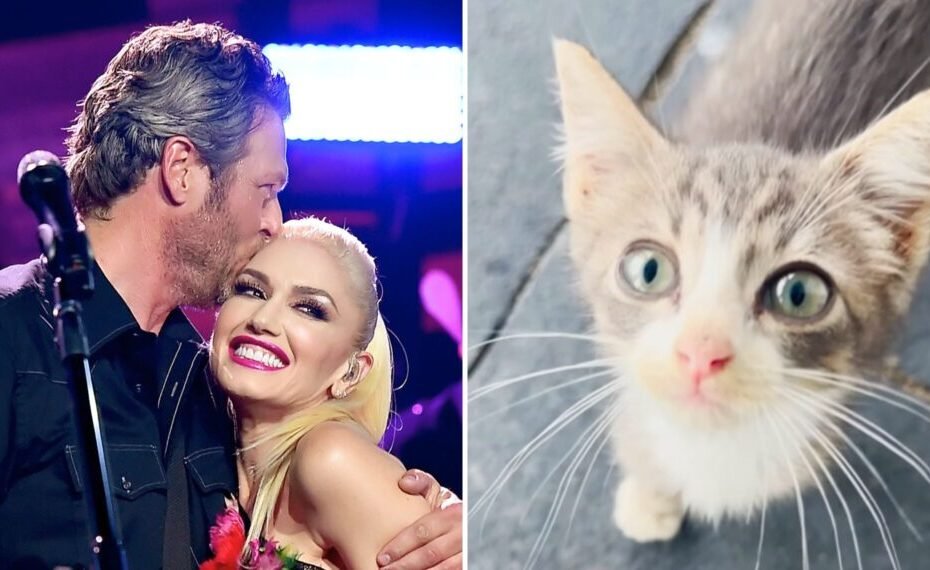 Gwen e Blake encantam fãs com filhote adorável