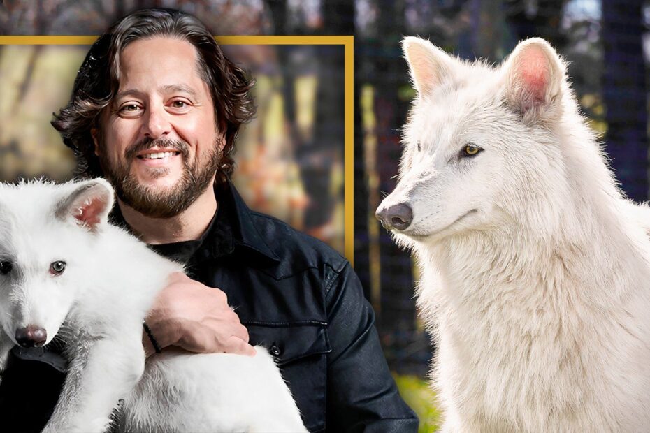 A volta dos lobos-diretos, extintos há 10.000 anos, representa um marco na ciência. A empresa Colossal Biosciences realizou esse feito impressionante ao usar técnicas avançadas de edição genética e reconstrução do genoma. Três lobos-diretos foram trazidos de volta: Romulus e Remus, nascidos em 1 de outubro de 2024, e Khaleesi, que chegou ao mundo em 30 de janeiro. Todos nasceram de uma cadela misturada que atuou como mãe de aluguel. O Retorno do Lobo Direto: Ciência e Fantasia se Encontram